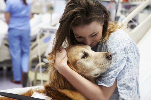 Golden Retriever Golden Retriever