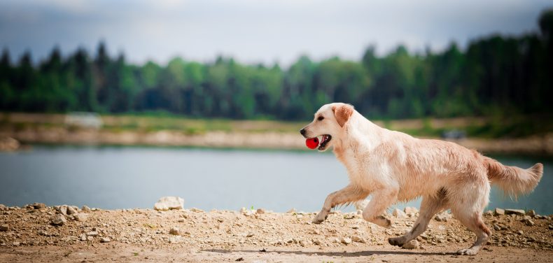 CookieMaker für selbstgebackene Hundekuchen