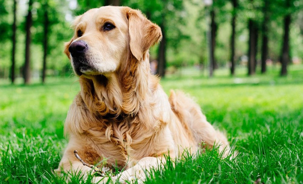 welche farbe hat ein golden retriever