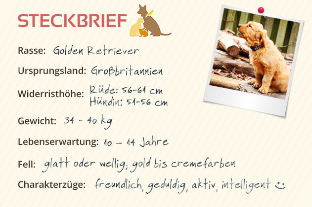 Golden Retriever Golden Retriever Steckbrief