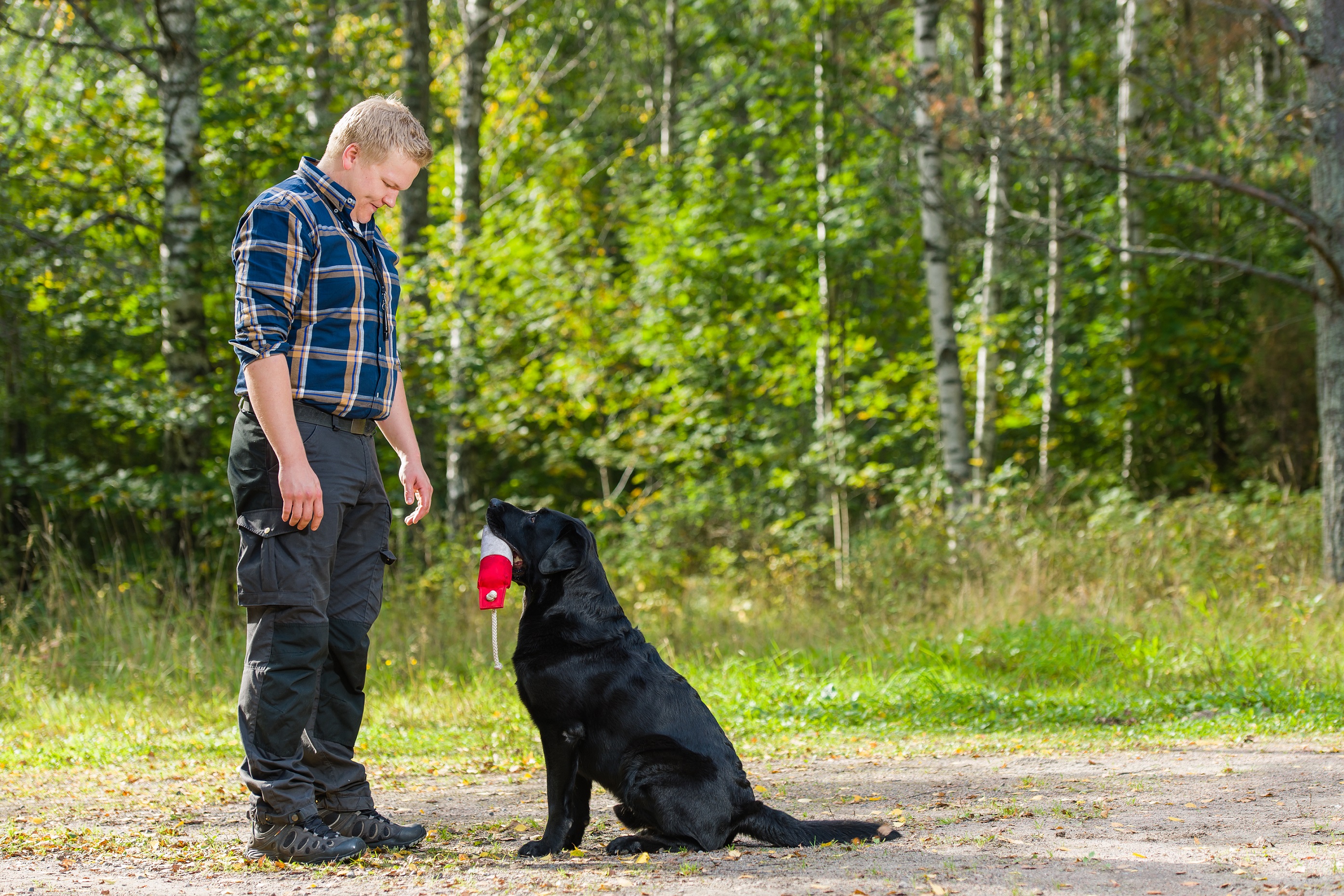 Der Labrador Retriever liebt es zu Apportieren