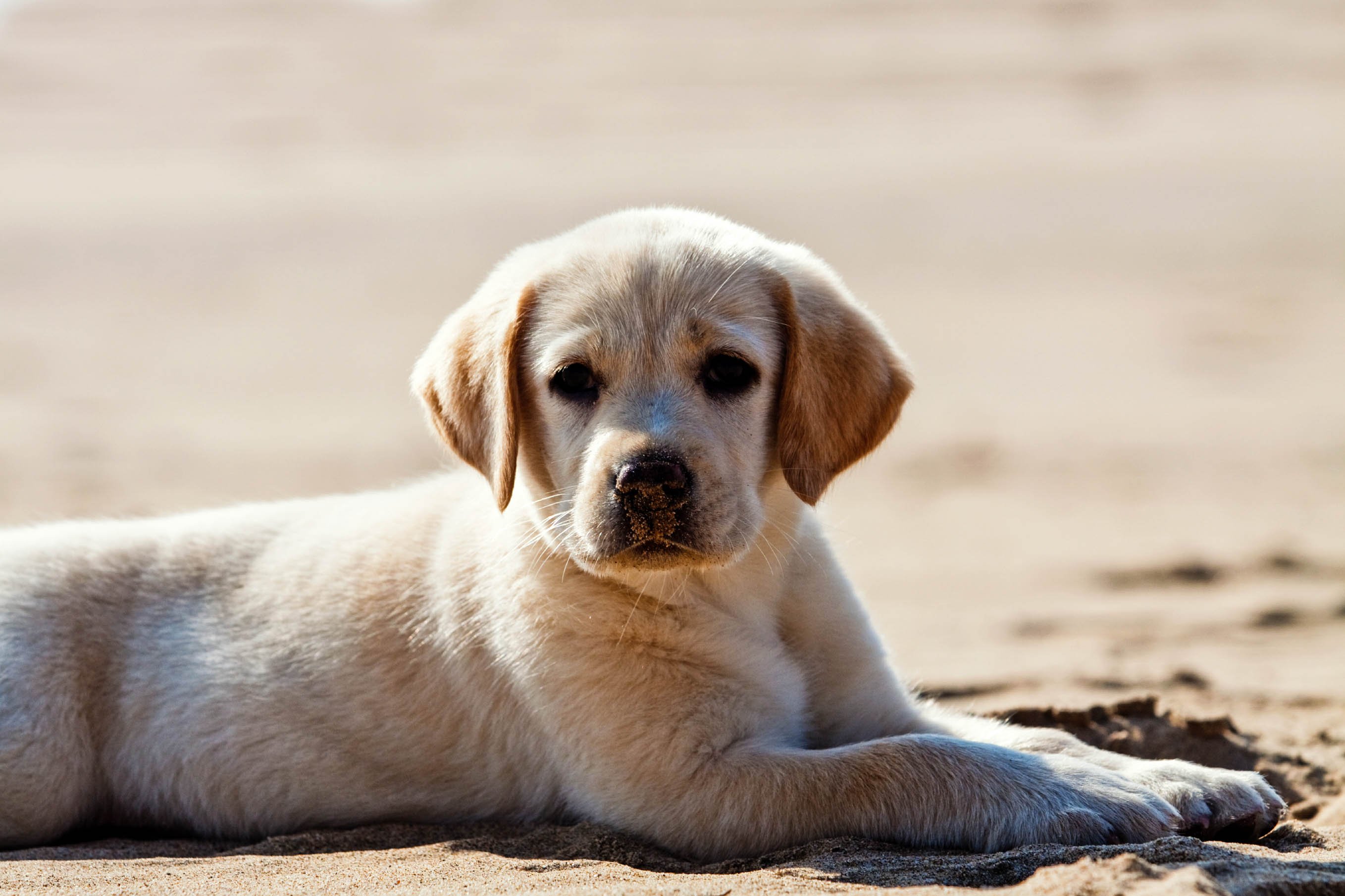 Labrador Retriever Welpe