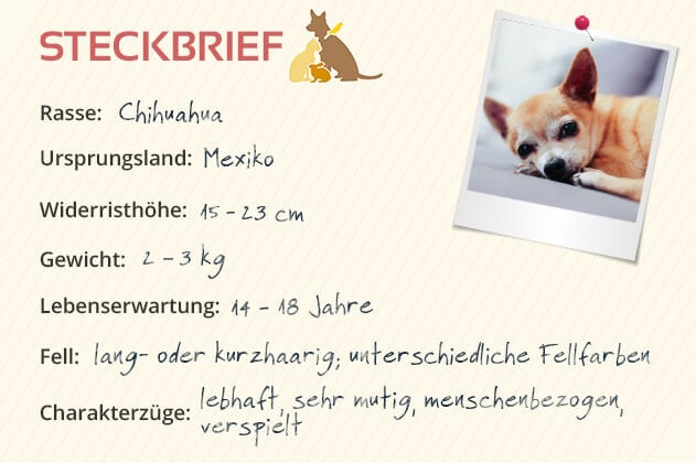 Chihuahua Steckbrief