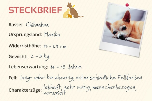 Chihuahua Steckbrief | Mein-Haustier.de