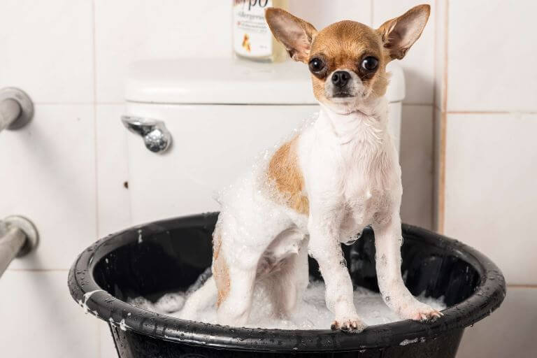 Chiuhahua baden Chihuahua baden