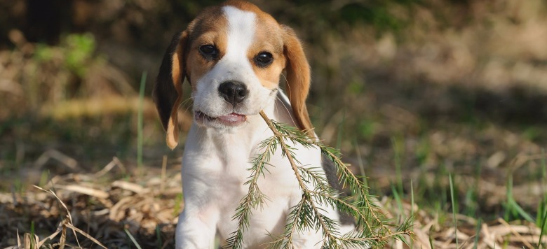 Urlaub mit Hund im Harz die besten Deals