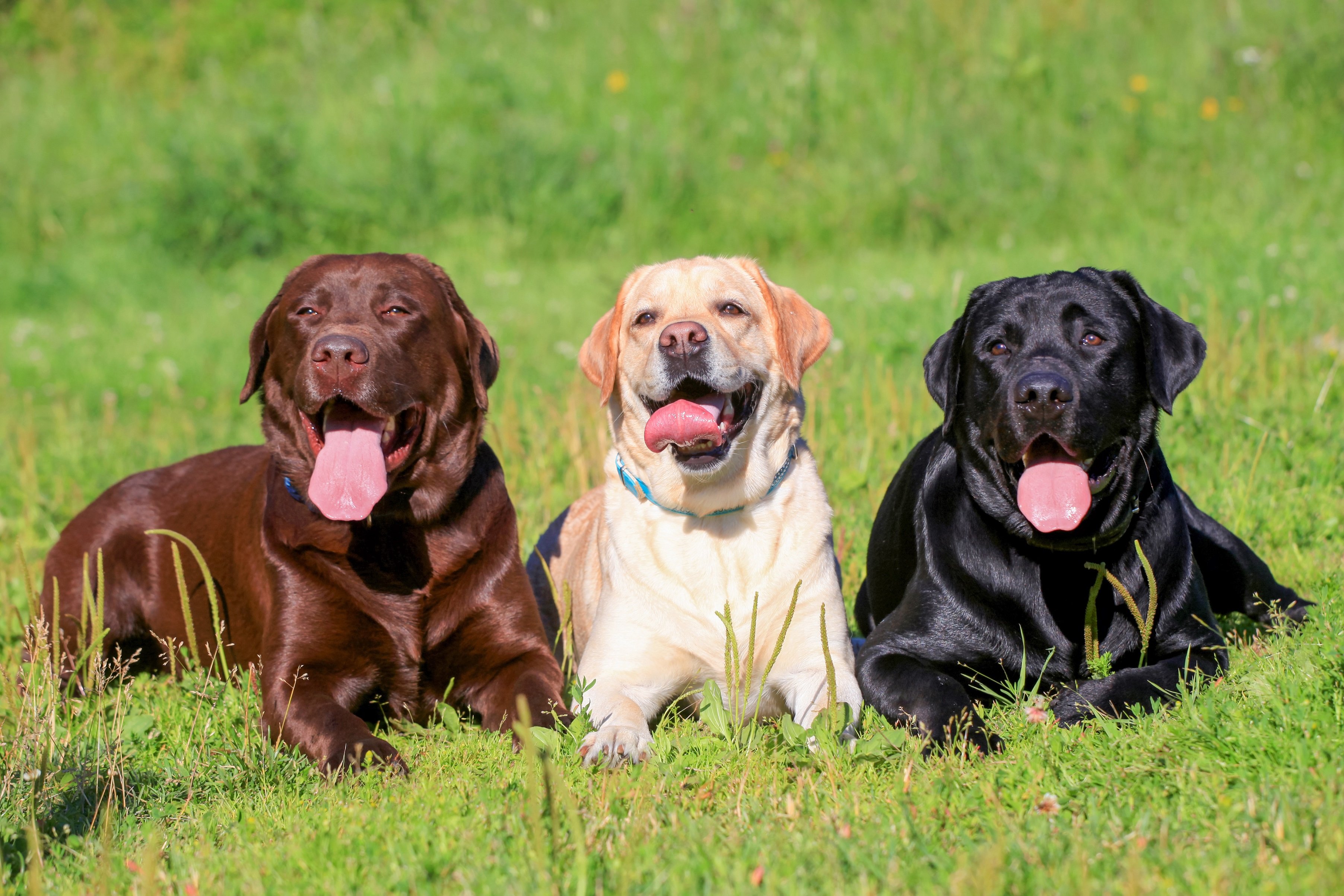 wann ist der labrador ausgewachsen