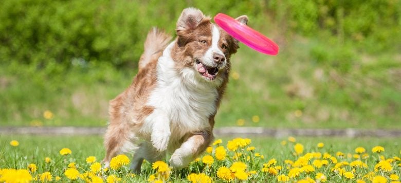 Wurfspielzeug für Hunde bei alsahundewelt