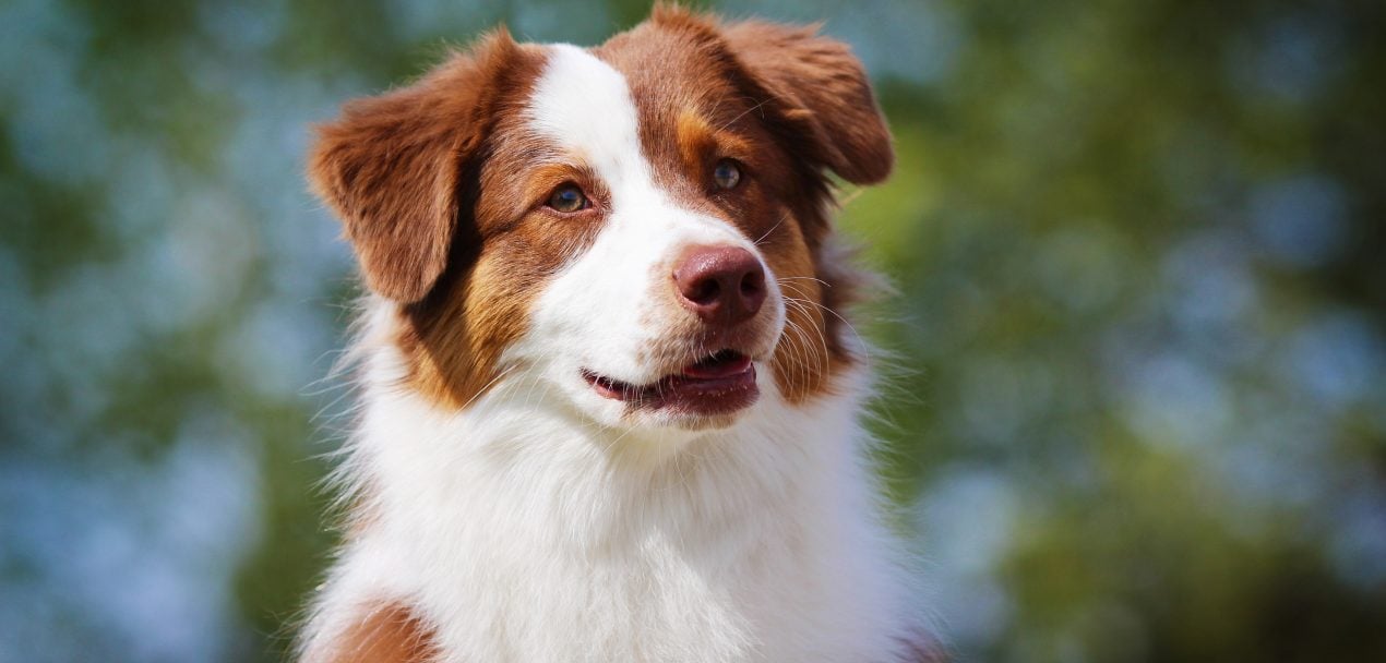 Australian Shepherd Steckbrief Charakter, Wesen & Haltung