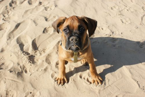 Hund am Nordseestrand Hund am Nordseestrand