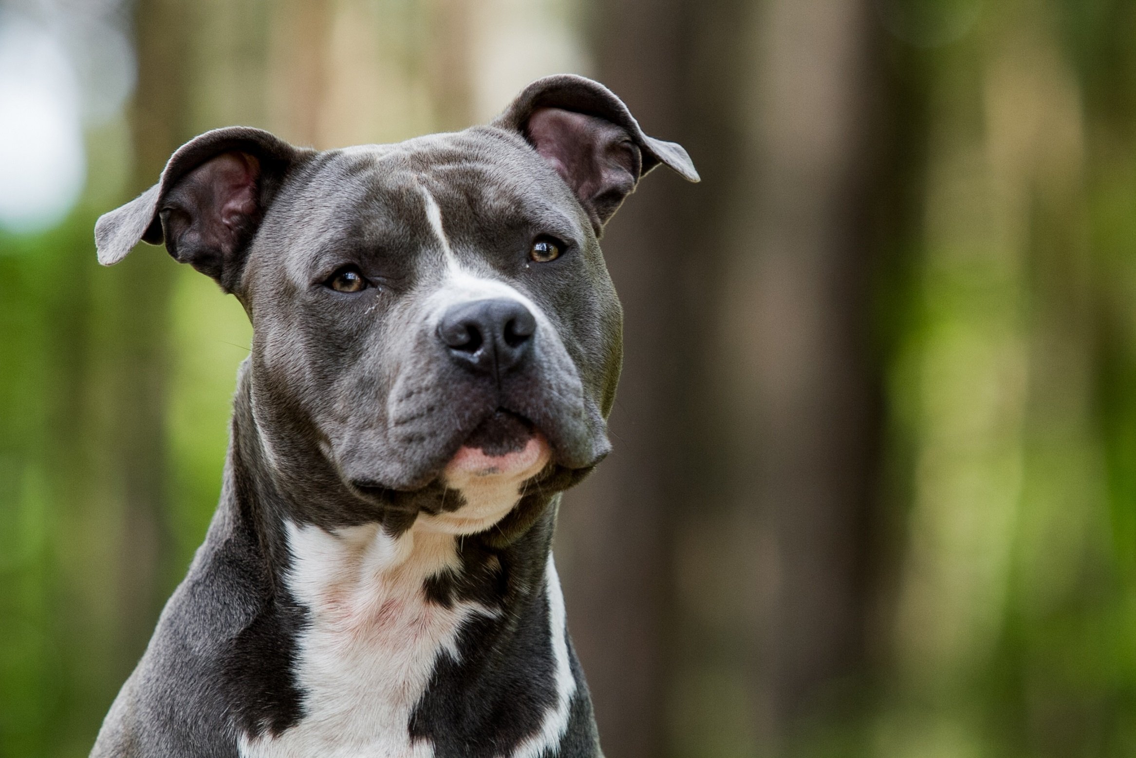 baggrund ketcher Mose American Staffordshire Terrier Steckbrief | Charakter, Wesen & Haltung