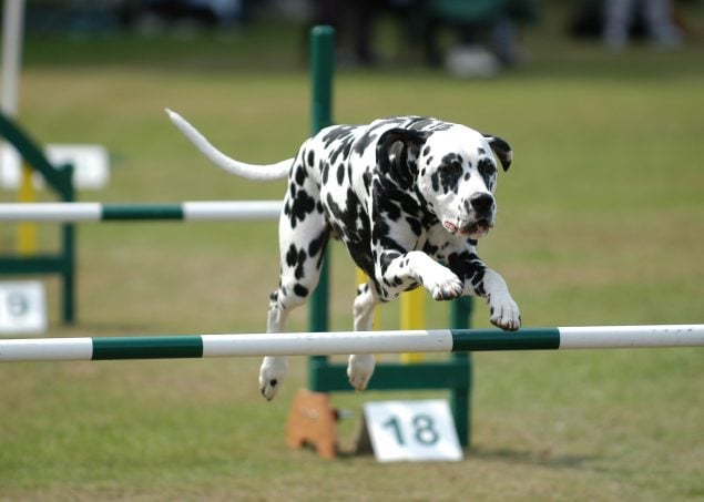 Dalmatiner beim Agility