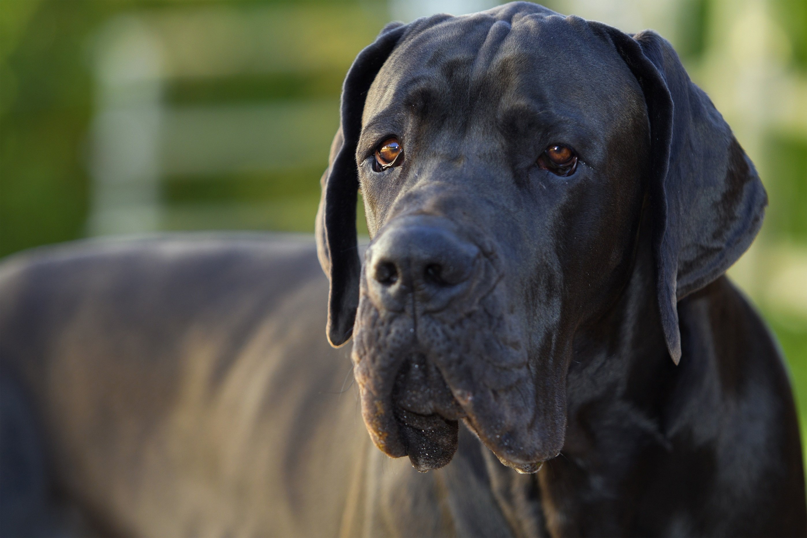 fangst kulstof Opdagelse Deutsche Dogge - Die große Hunderasse im Porträt