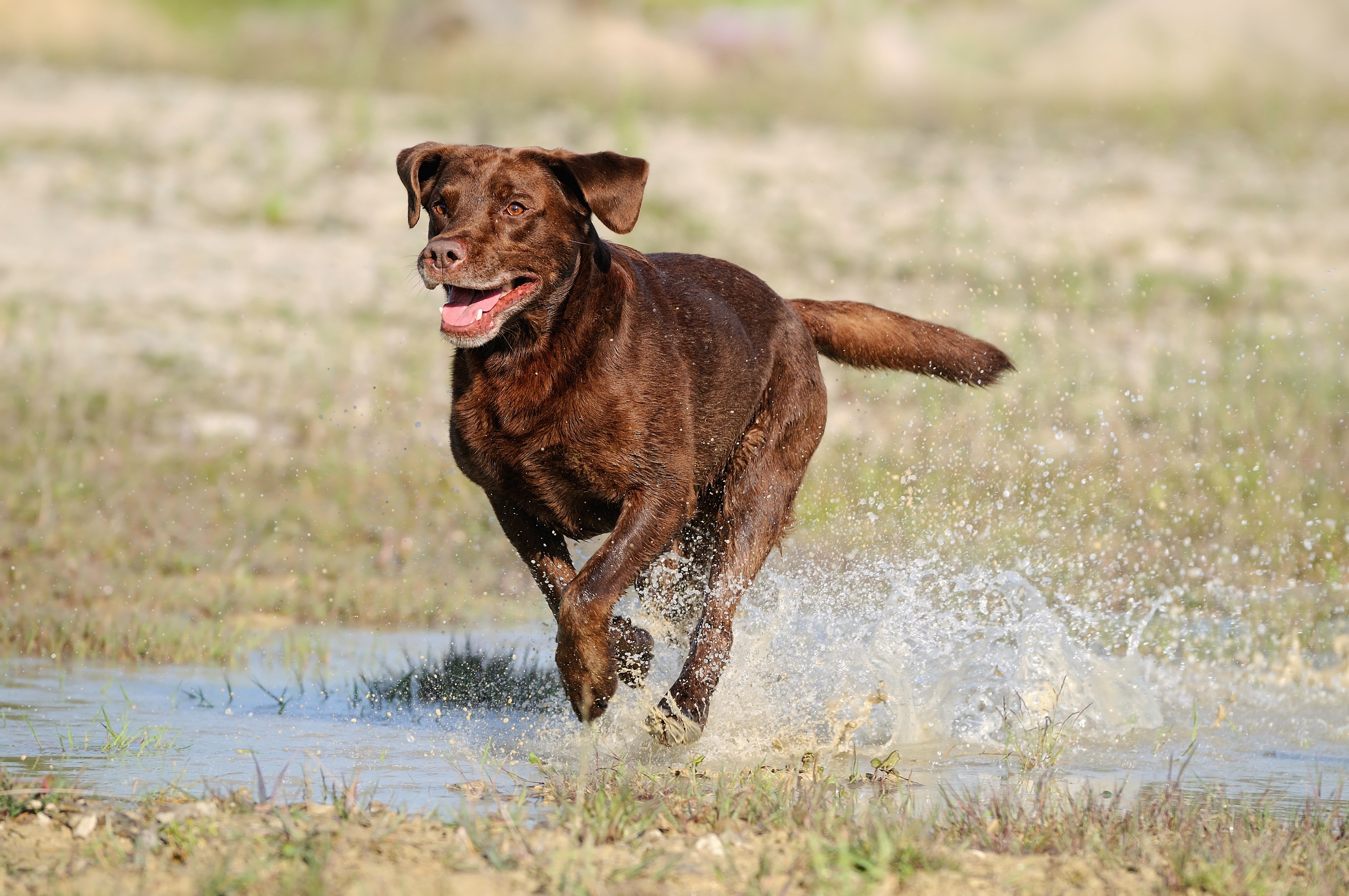 Nichts mag der Labrador Retriever lieber als Wasser.