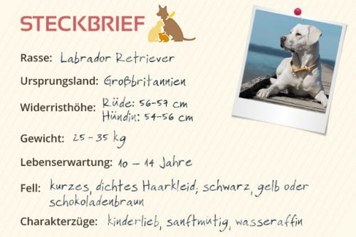 Labrador Retriever Steckbrief Labrador Retriever Steckbrief