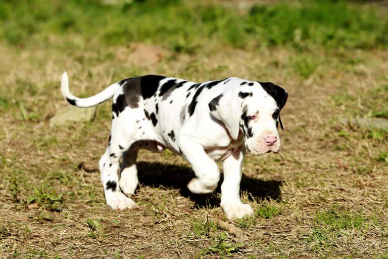 Deutsche Dogge Welpe Deutsche Dogge Welpe