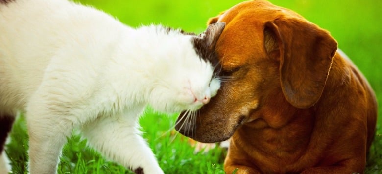 Hund und Katze aneinander gewöhnen I Tipps auf meinhaustier.de