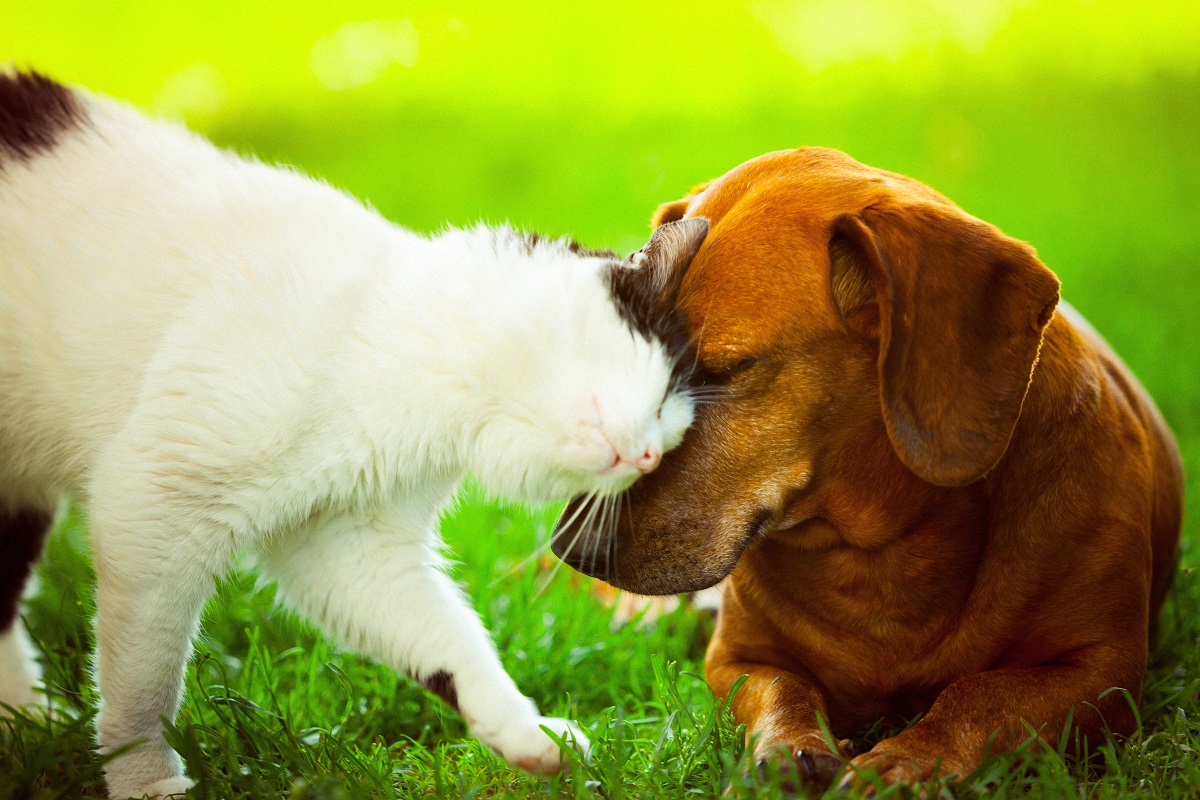 Hund und Katze aneinander gewöhnen I Tipps auf meinhaustier.de