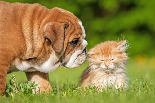 Hund und Katze erschnüffeln sich Hund und Katze erschnüffeln sich
