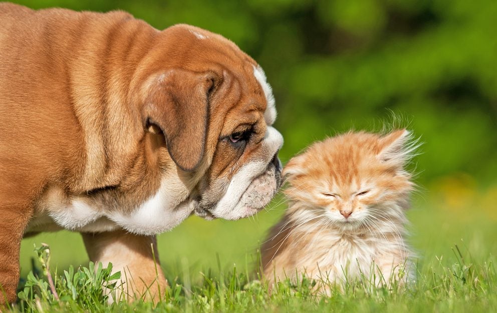 Hund und Katze aneinander gewöhnen