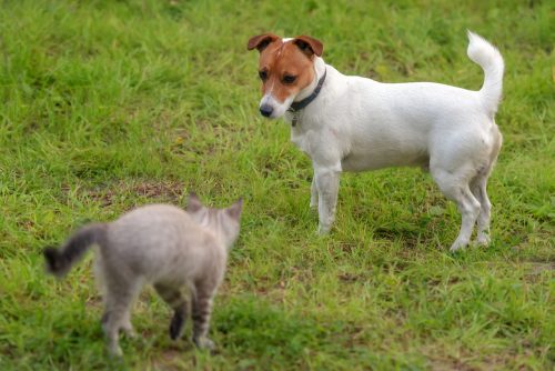 Begegnung von Hund und Katze Begegnung von Hund und Katze