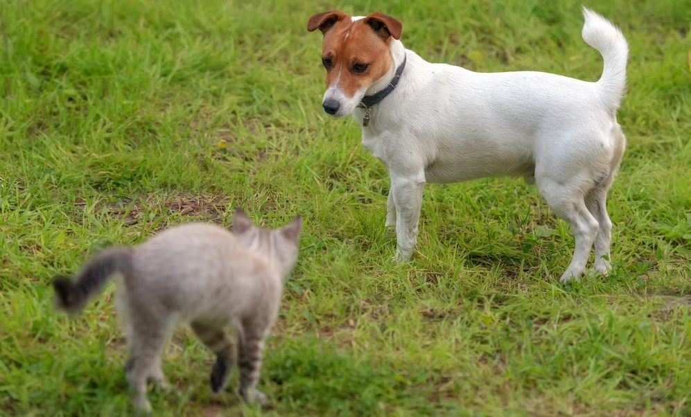 Hund und Katze aneinander gewöhnen