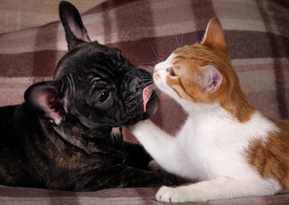 Hund und Katze aneinander gewöhnen