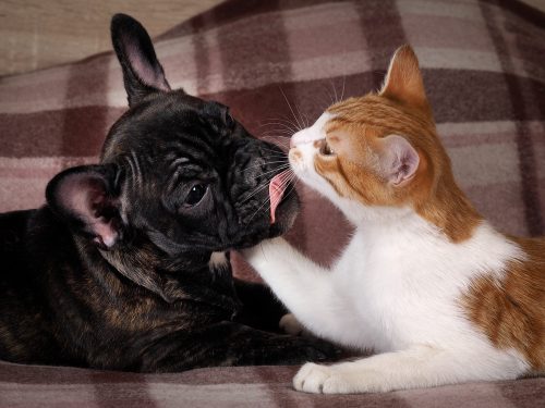 Hund und Katze aneinander gewöhnen Hund und Katze aneinander gewöhnen