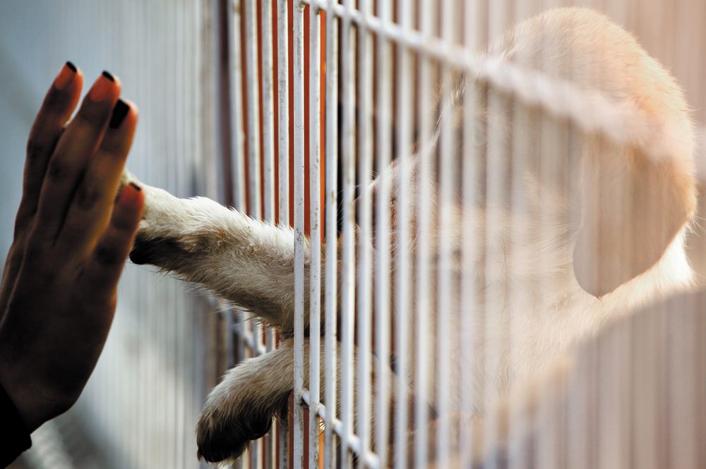 Hund im Tierheim