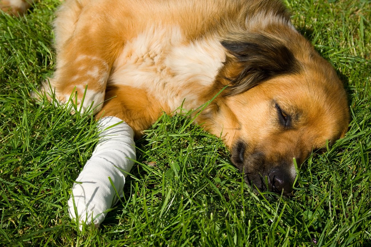 Hund mit Verband, nach dem Tierarztbesuch