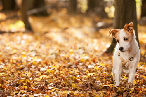 Fellwechsel beim Hund so könnt ihr eure Fellnase unterstützen