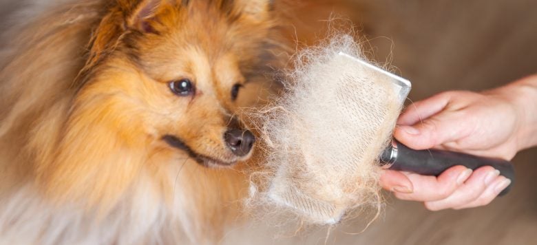 Fellwechsel beim Hund so könnt ihr eure Fellnase unterstützen