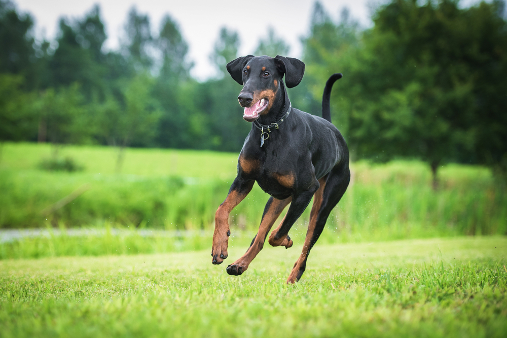 Bordeaux Dogge Charakter Erziehung Und Krankheiten Mein haustier de Bordeaux Dogge Charakter Erziehung Und Krankheiten Mein haustier de
