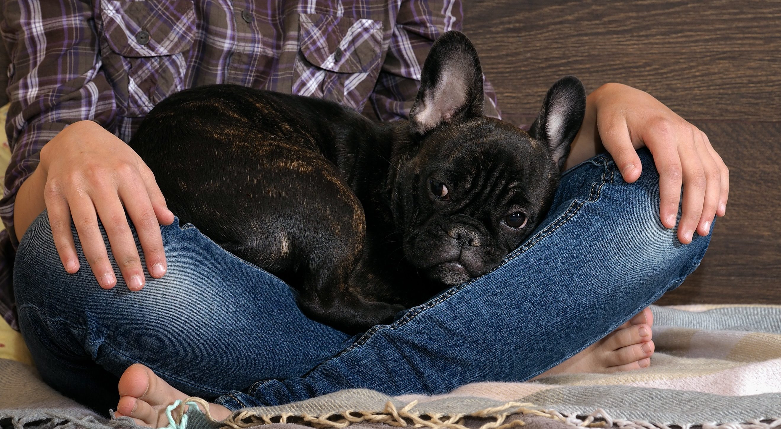 Hundesitter passt auf einen Hund auf Hundesitter passt auf einen Hund auf