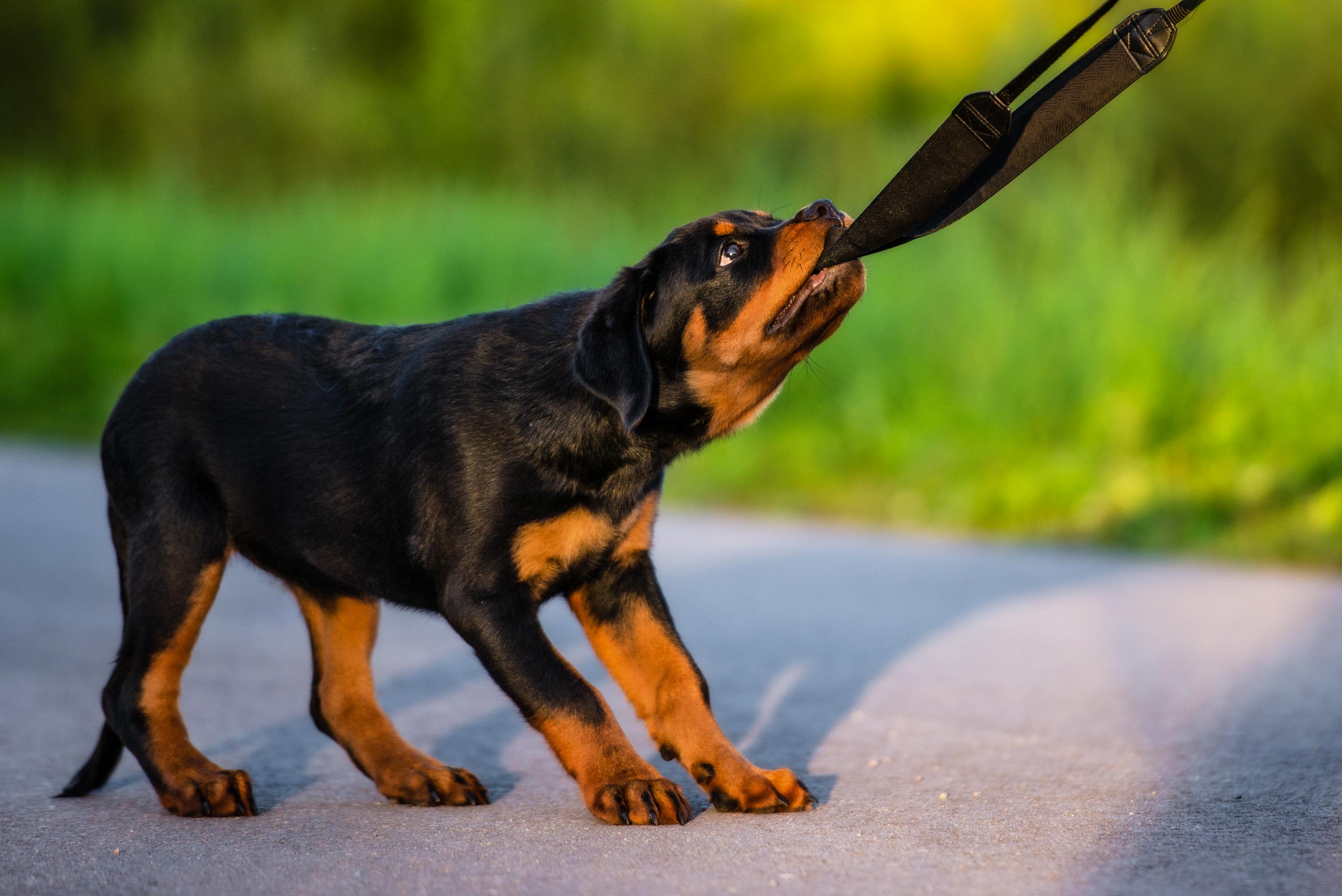 Rottweiler-welpe Rottweiler Welpe spielt
