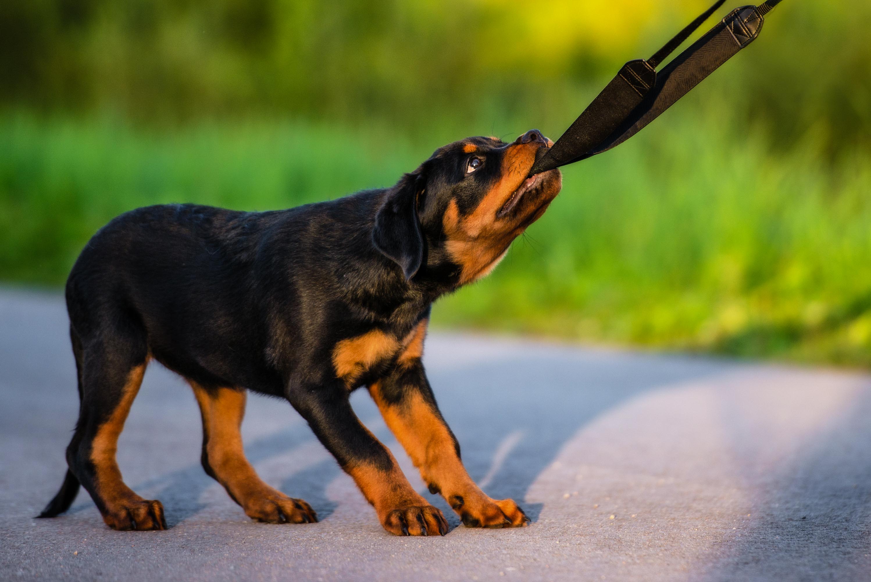 Rottweiler Welpe spielt