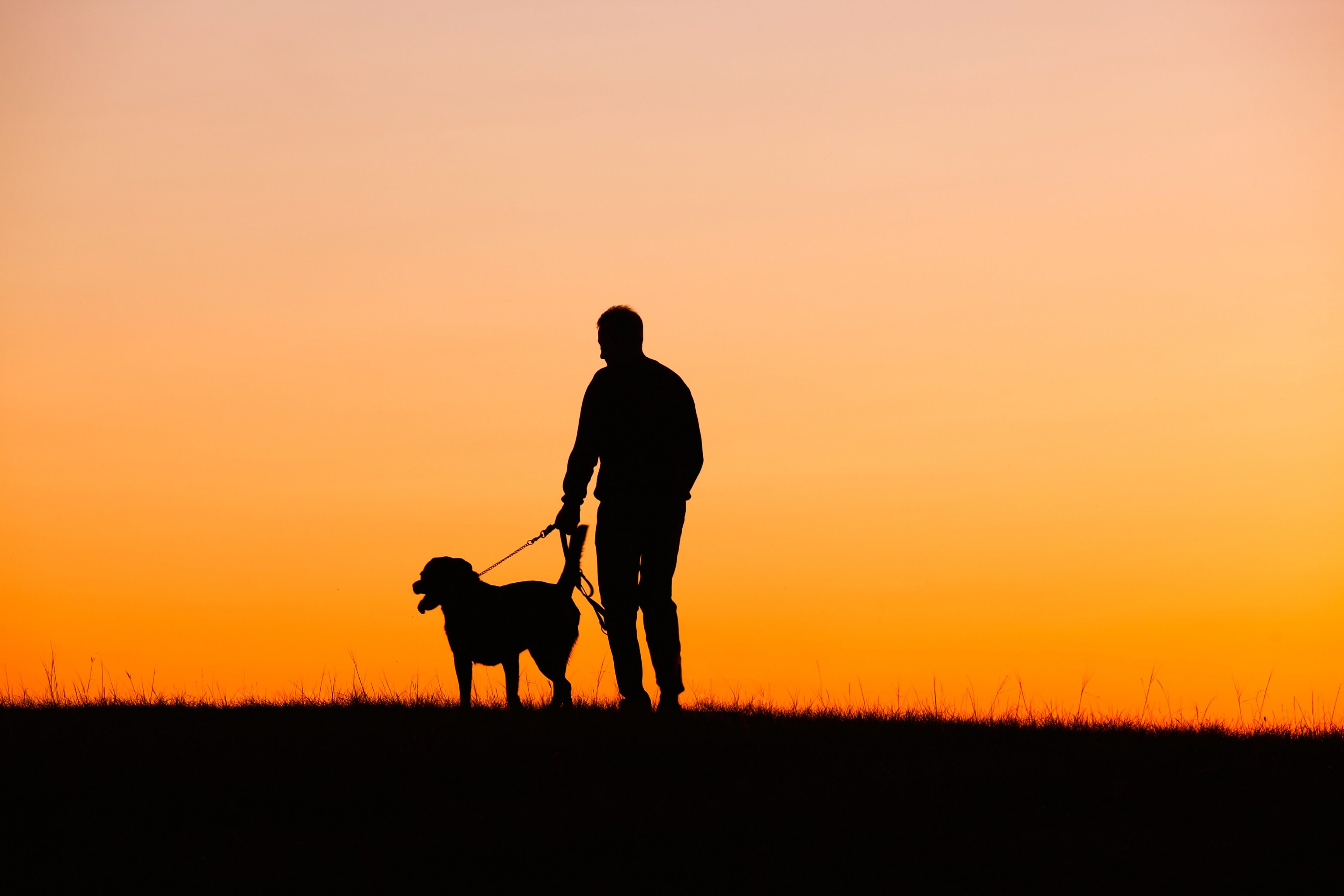 Одиноко гуляющий. Человек с собакой. Человек с собакой на закате. Парень с собакой на закате. Одинокий человек с собакой.