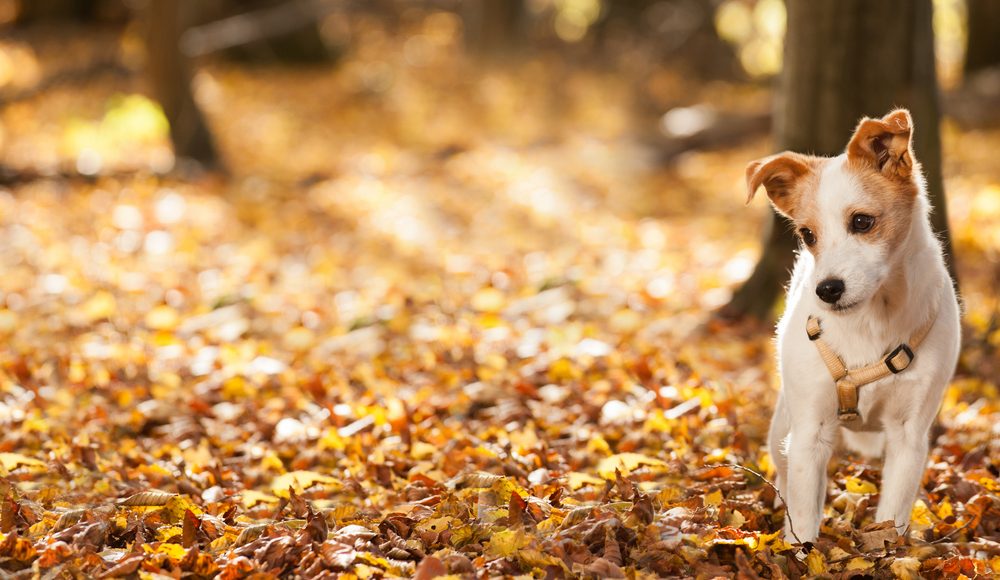 Fellwechsel im Herbst