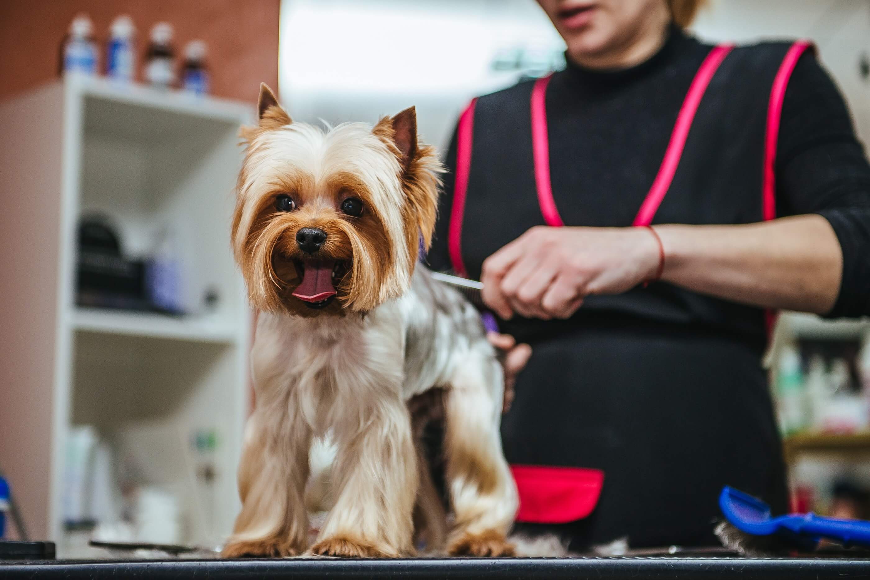 Hundefriseur zum Fellwechsel