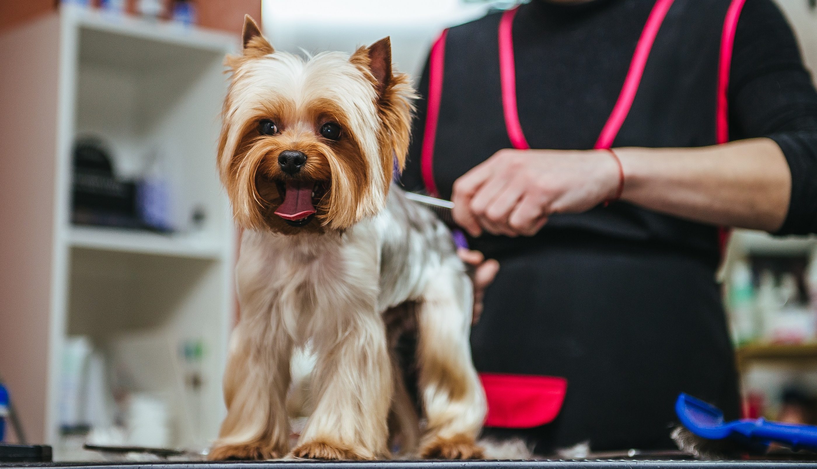 Hundefriseur frisiert einen Yorkshire Terrier Hundefriseur frisiert einen Yorkshire Terrier