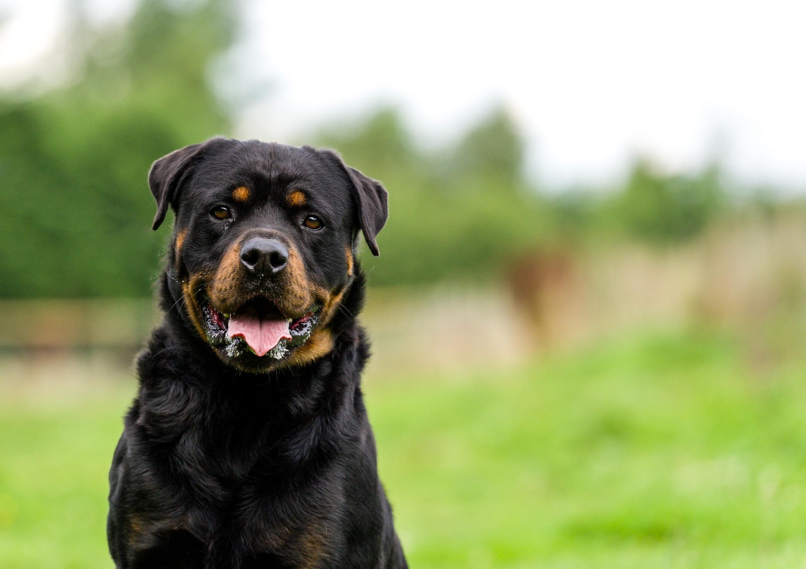Rottweiler schaut in die Kamera