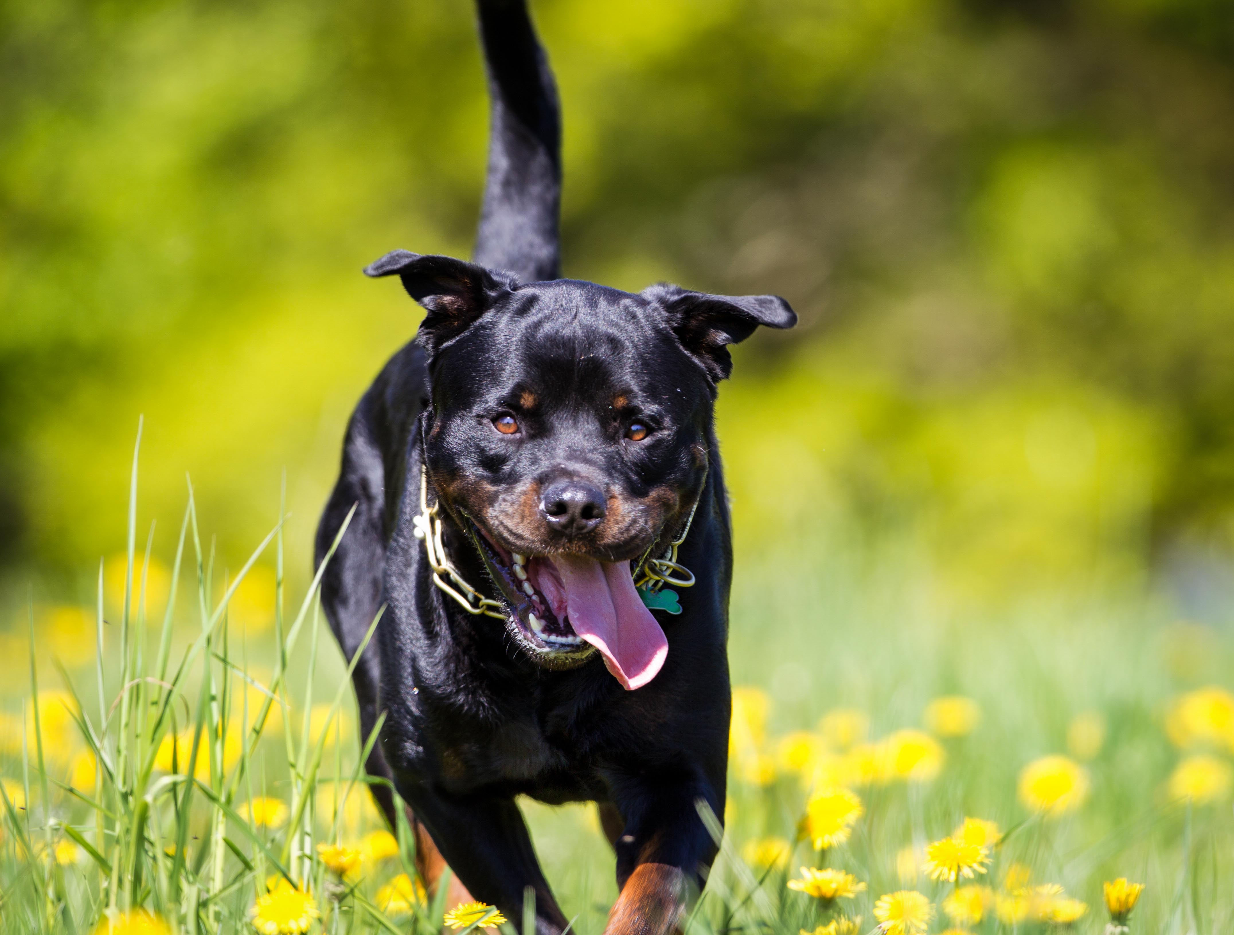 Rottweiler rennt über eine Wiese