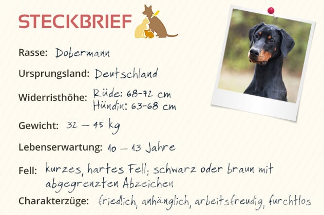 Dobermann Steckbrief Dobermann Steckbrief