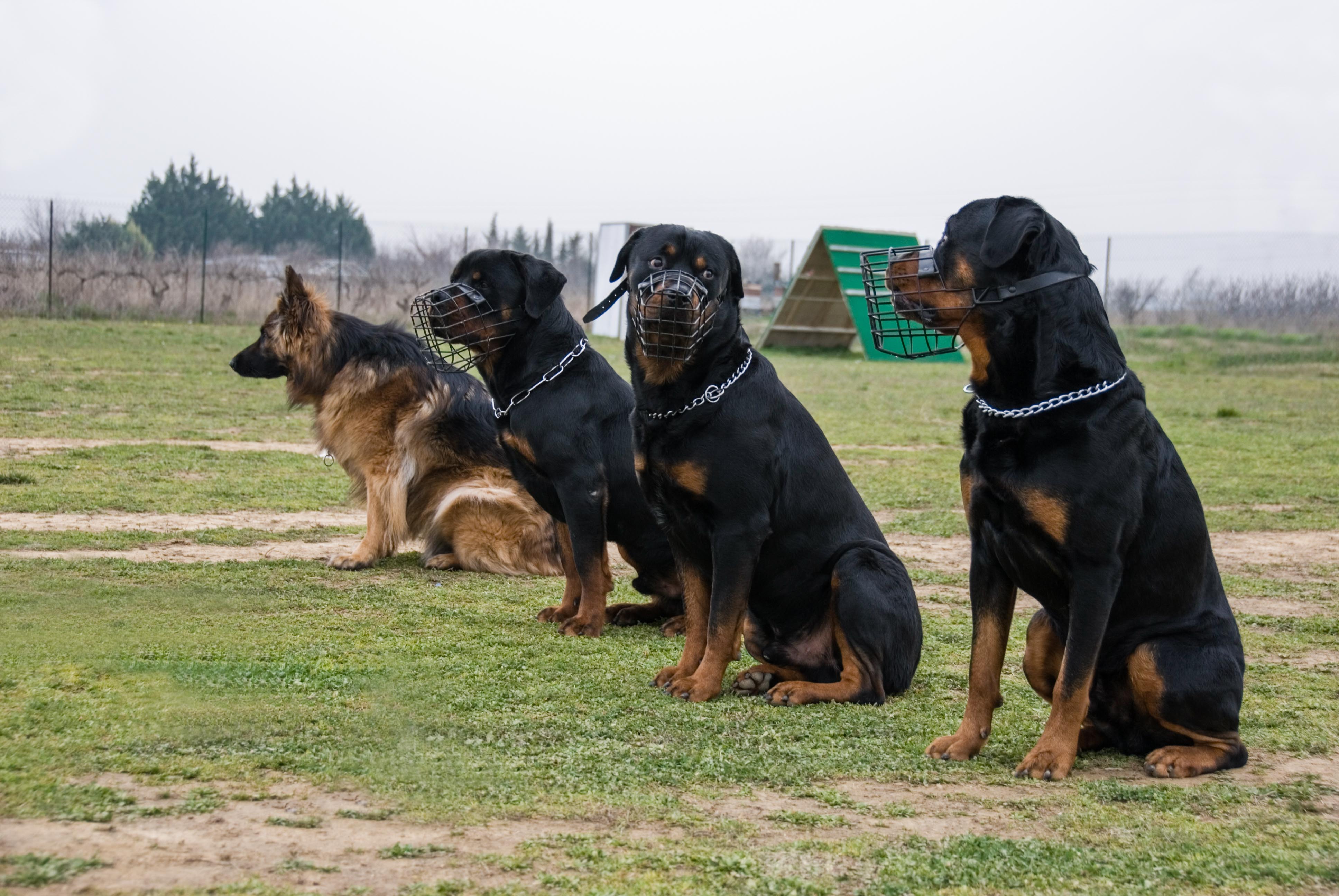 Mehrere Rottweiler beim Training