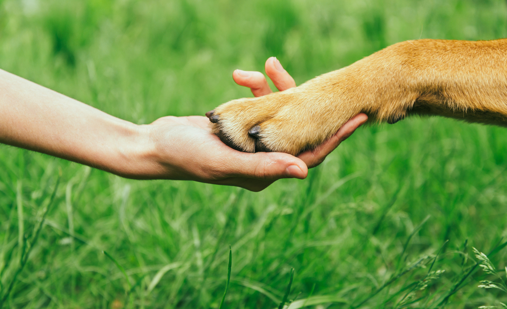 Berufe mit Hunden Eine Übersicht der 10 beliebtesten Berufe
