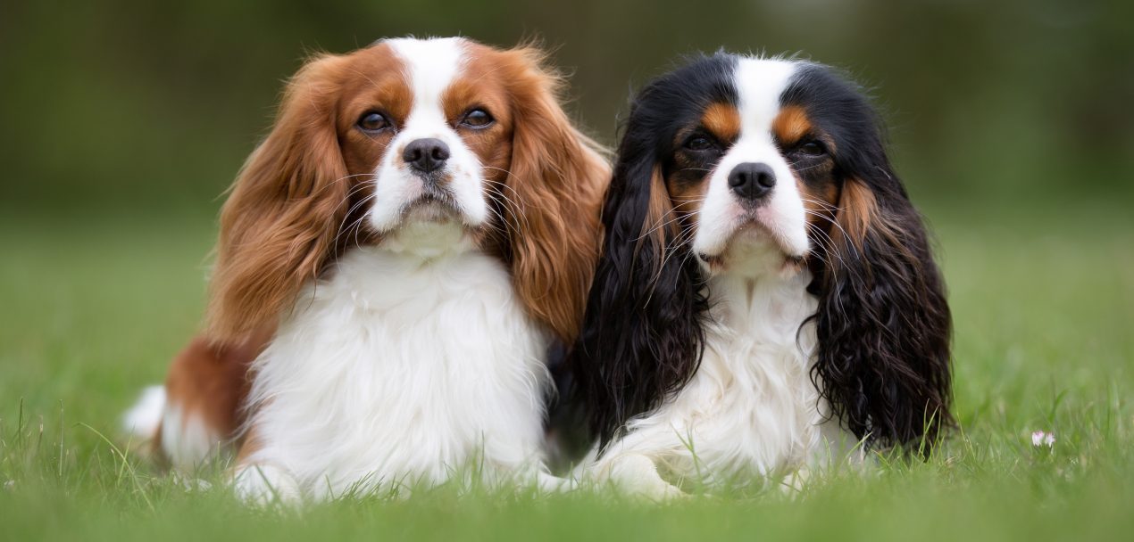 Cavalier King Charles Spaniel Steckbrief | Charakter, Wesen Haltung