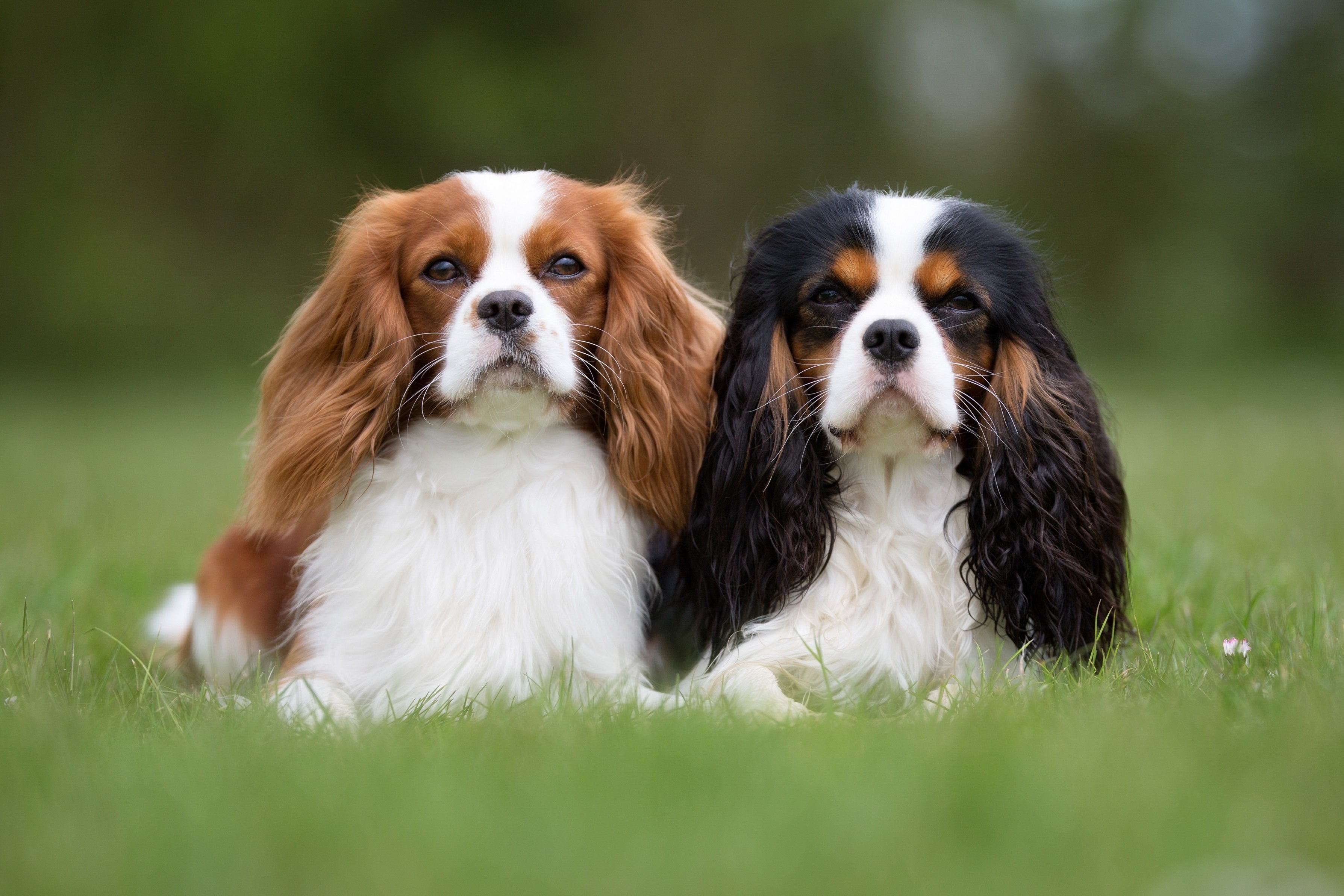 Cavalier King Charles Spaniel Steckbrief | Charakter, Wesen Haltung