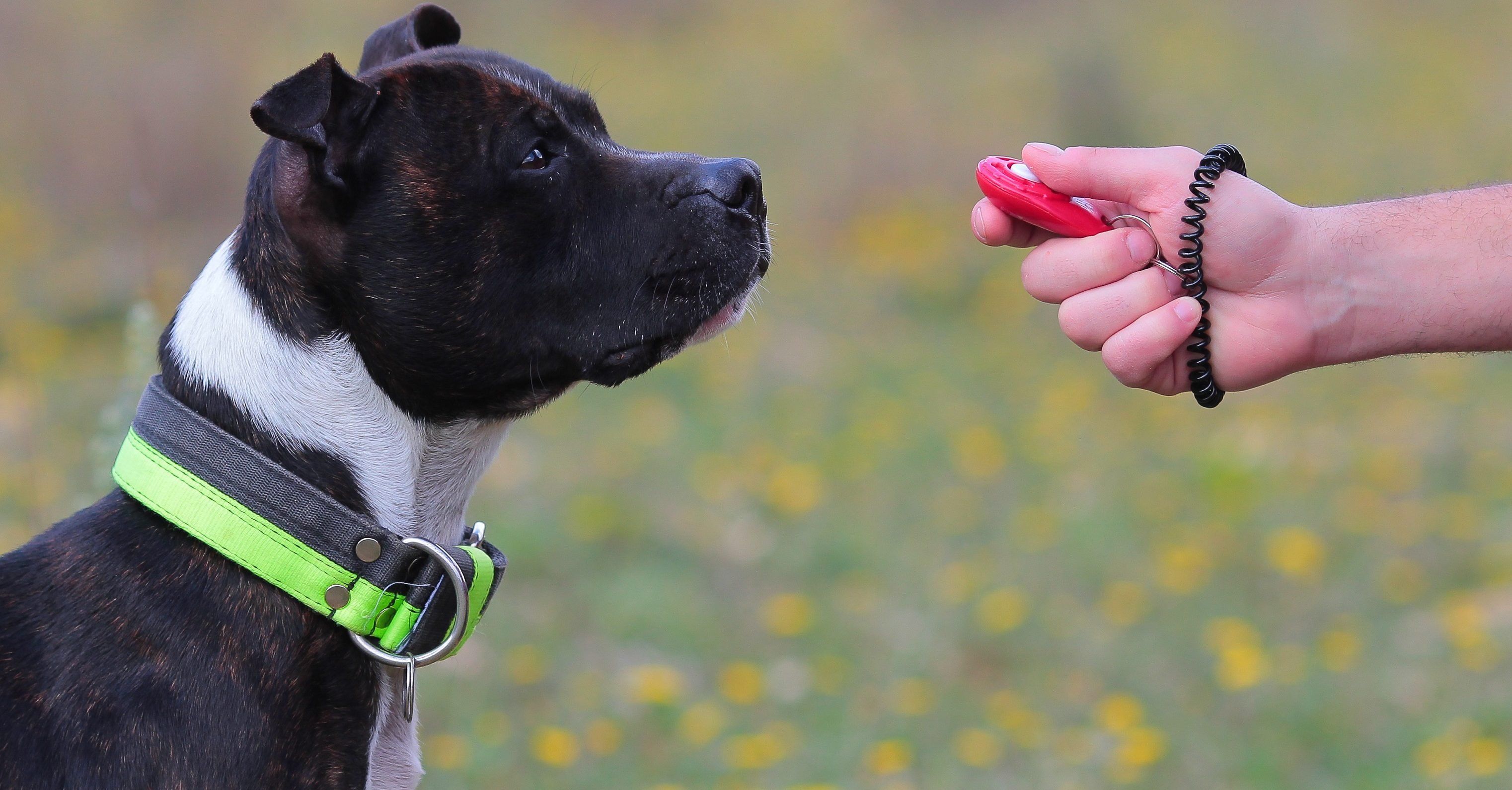 Hundetrainer trainiert einen Hund mit dem Clicker Hundetrainer trainiert einen Hund mit dem Clicker