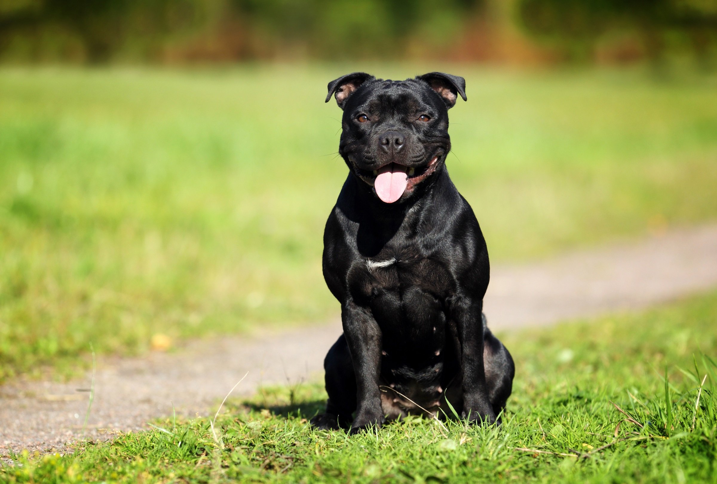 spyd chap Anholdelse Staffordshire Bullterrier Steckbrief | Charakter, Wesen & Haltung