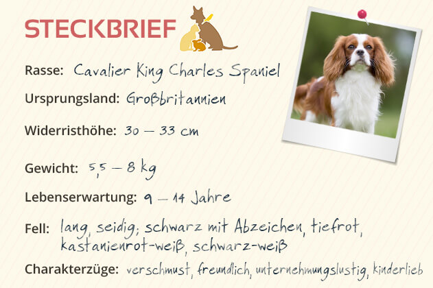 Steckbrief Cavalier Kind Charles Spaniel Steckbrief Cavalier King Charles Spaniel